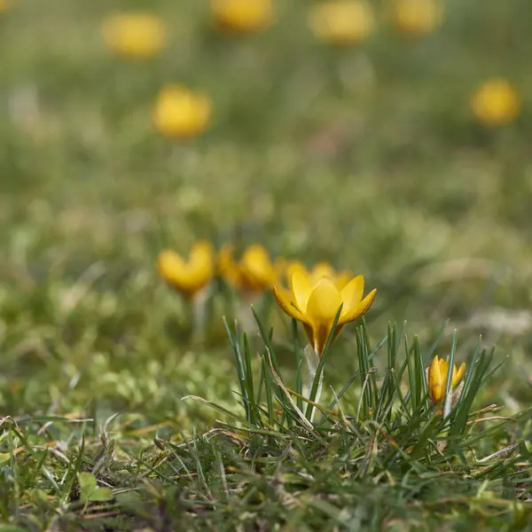 Erste Frühlingsblumen Krokus — Stockfoto