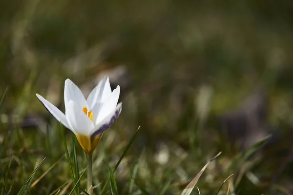 最初の春の花 クロッカス — ストック写真