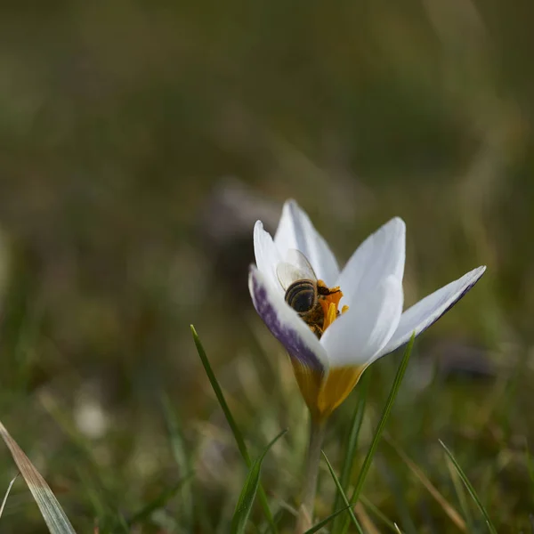 Vårkrokusar Flora Och Kronblad — Stockfoto