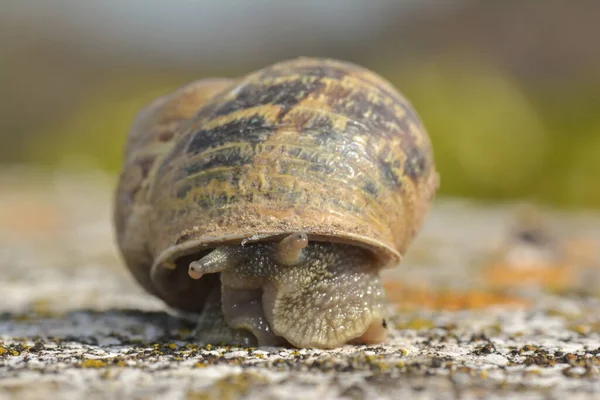 Pequeño Caracol Pared —  Fotos de Stock