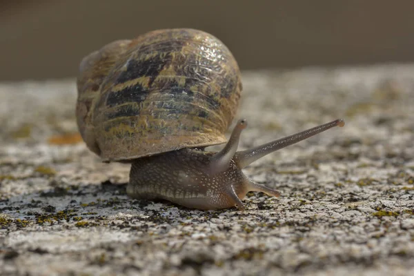 Kleine Schnecke Der Wand — Stockfoto