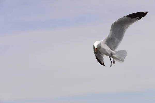 Las Gaviotas Voladoras Mar Mediterráneo Aflicción — Foto de Stock