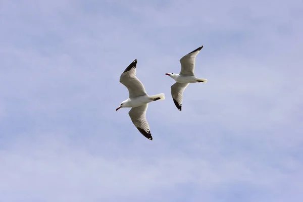 Flying Seagulls Mediterranean Sea Spain — Stock Photo, Image