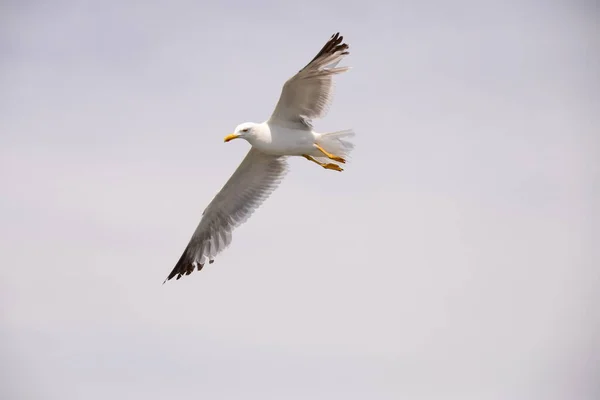 Flygande Måsar Medelhavet Spanien — Stockfoto