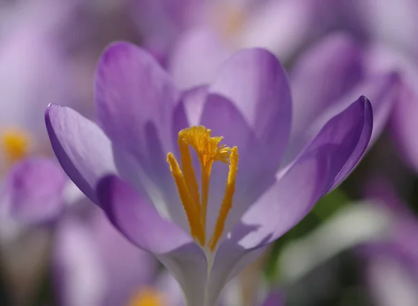 Крокусы Цветущие Цветы Природе Флора — стоковое фото