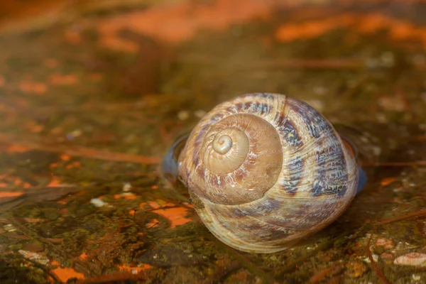 Snail House Stream — Stock Photo, Image