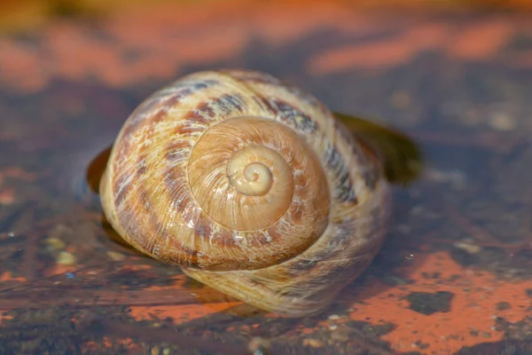 Guscio Lumaca Nel Torrente — Foto Stock