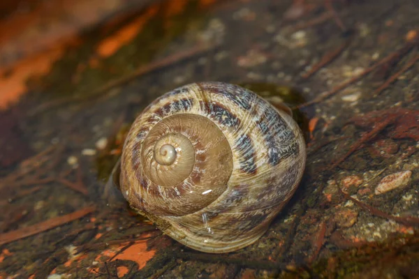 Coquille Escargot Dans Ruisseau — Photo