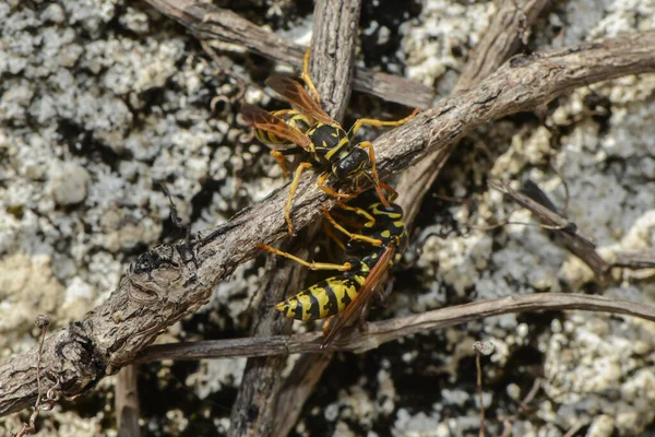 Close Zicht Wespeninsecten Macro Shot — Stockfoto