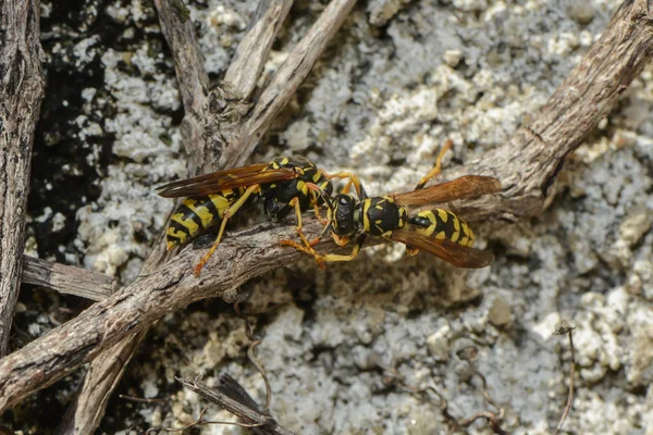 Wespen Het Voorjaar — Stockfoto