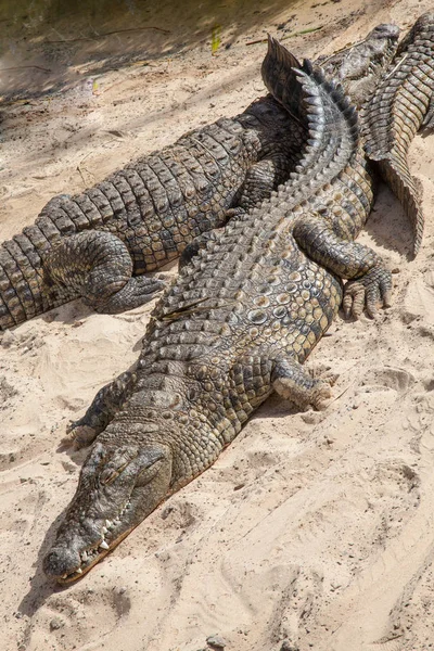 Krokodil Gefährliches Reptil — Stockfoto