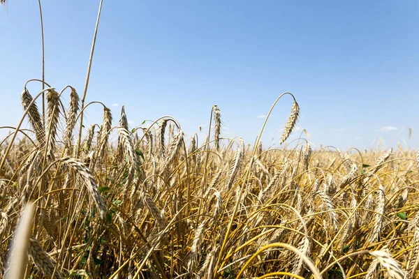 Photographed Close Ripe Rye Ready Harvest — Stock Photo, Image