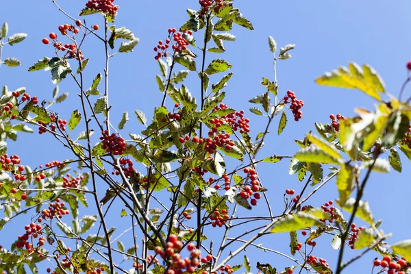 Branches Berries Red Rowan Autumn Season Photo Taken Close Small — Stock Photo, Image