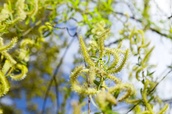 Sauce Con Hojas Verdes Flores Época Primavera Del Año Foto — Foto de Stock