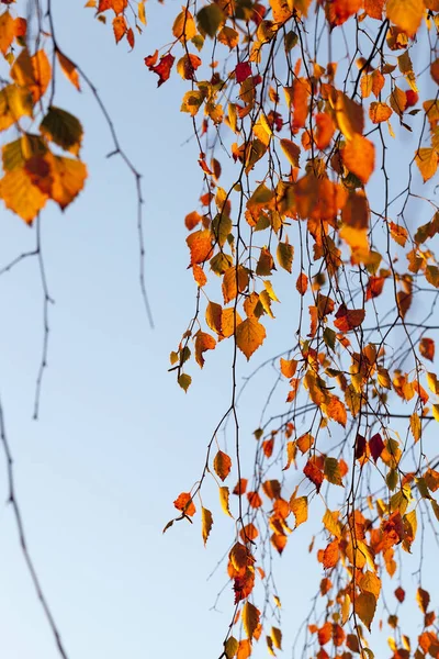 秋にはオレンジの葉を持つ白樺の木 写真は フィールドの小さな深さで撮影した 背景に青い空 — ストック写真
