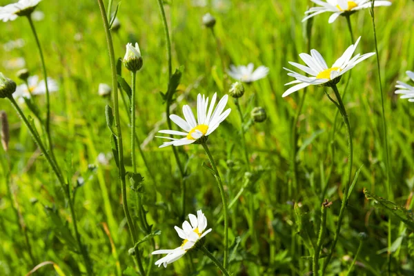 Nahaufnahme Von Kamille Gänseblümchenblümchen Mit Weißen Blütenblättern — Stockfoto