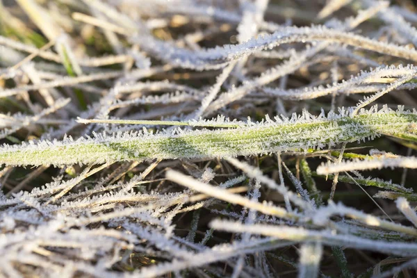 Çimler Yeşildir Ilk Buzla Kaplıdır Sonbahar Ama Kış Değil Fotoğraf — Stok fotoğraf