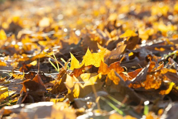 Maple Tree Leaves Foliage — Stock Photo, Image