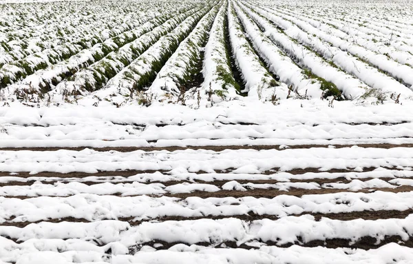 Agricultural Field Which Shows Crop Harvested Carrots Covered Snow Autumn — Stock Photo, Image