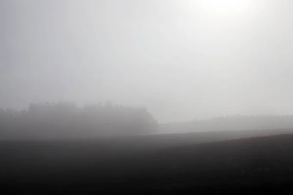 Die Bäume Die Park Der Herbstzeit Einem Kleinen Nebel Wachsen — Stockfoto