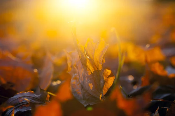 黄黄的枫叶落在地上 阳光灿烂 摄影特写 现场深度小 — 图库照片