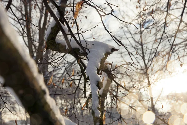 Nahaufnahmen Kahler Bäume Die Nach Dem Letzten Schneefall Mit Schnee — Stockfoto