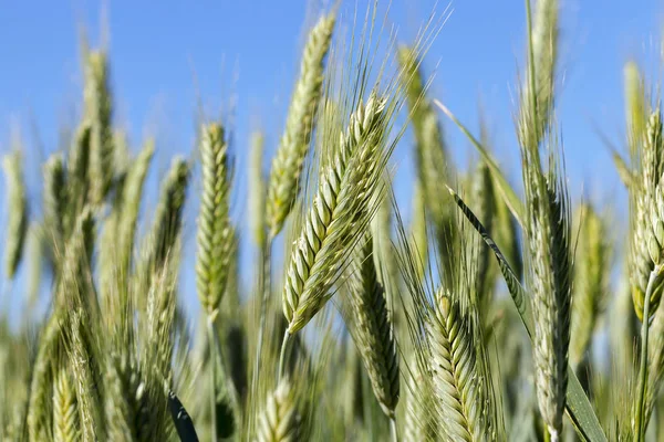 Landwirtschaftliches Feld Auf Dem Unreifes Getreide Wächst Weizen — Stockfoto