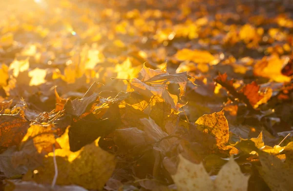 躺在地上枫叶上秋天的时候落下来了 拍了近照 小深度的场 晴朗的天气和树叶可见的太阳光 — 图库照片