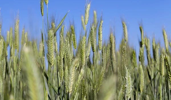 未成熟の若いシリアル 小麦を栽培する農業分野 背景に青い空 — ストック写真