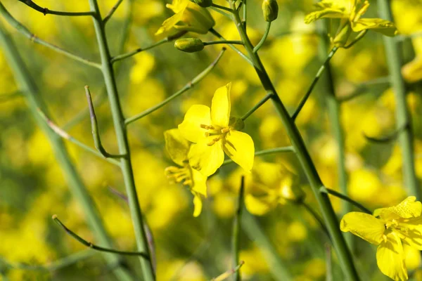 Photographed Close Yellow Flower Rape Growing Agricultural Field — Stock Photo, Image