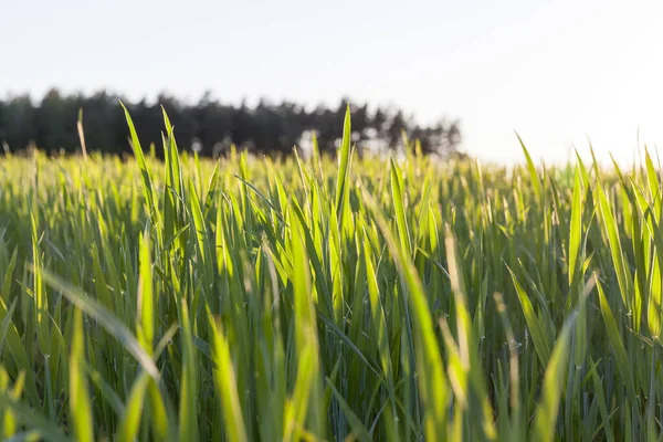 Anbau Auf Landwirtschaftlichen Feldern Unreifen Grünen Weizen Nahaufnahme Einiger Ohren — Stockfoto