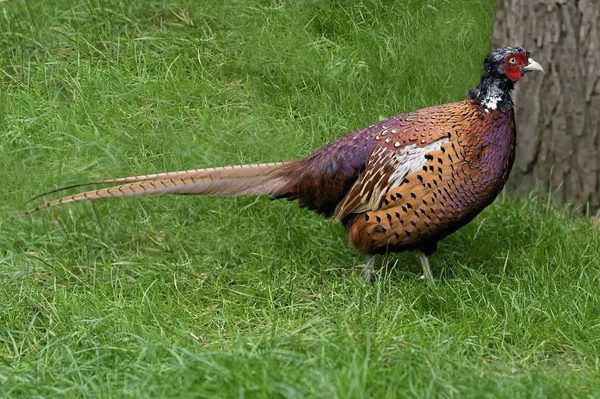 Pheasant Bosque — Foto de Stock