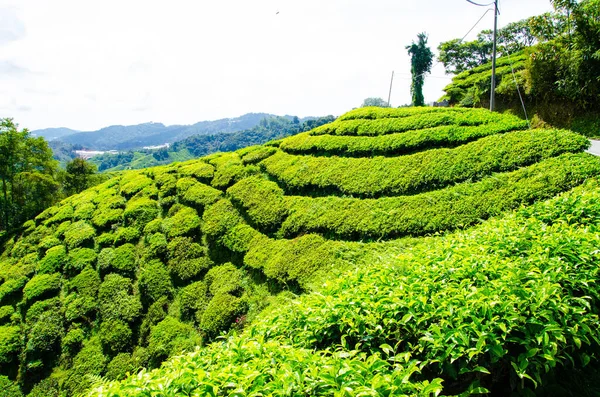 在金马伦高原 马来西亚的茶叶种植园 绿色的山丘风景 — 图库照片