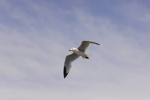 地中海でのカモメの飛行 スペイン — ストック写真