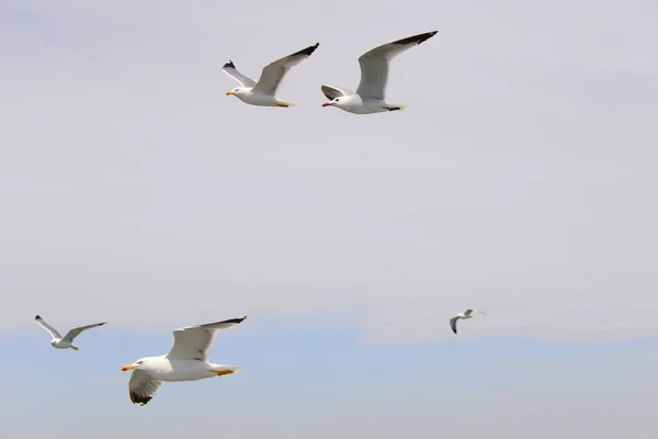 Flying Seagulls Mediterranean Sea Spain — Stock Photo, Image