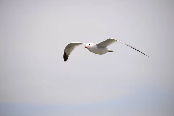 Flying Seagulls Mediterranean Sea Spain — Stock Photo, Image