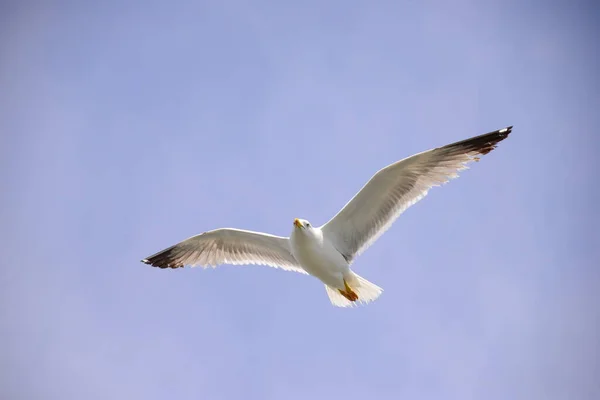 Vliegende Meeuwen Middellandse Zee Spanje — Stockfoto