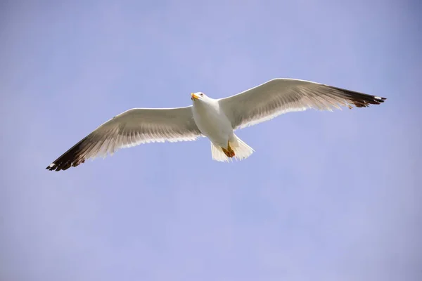 Des Goélands Volants Sur Mer Méditerranée Espagne — Photo