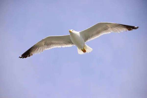 Flying Seagulls Mediterranean Sea Spain — Stock Photo, Image