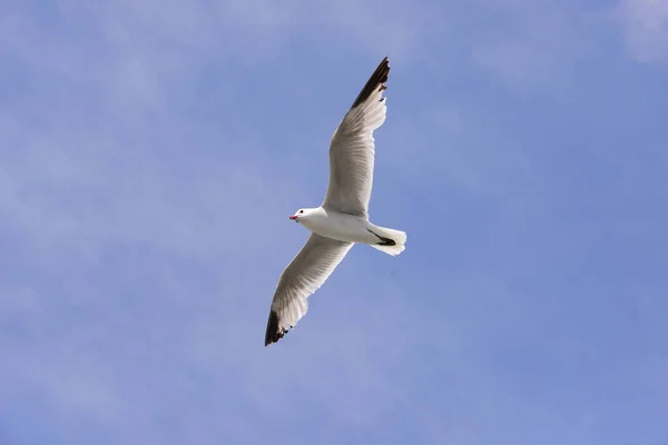 Möwen Fliegen Auf Dem Mittelmeer Spanien — Stockfoto