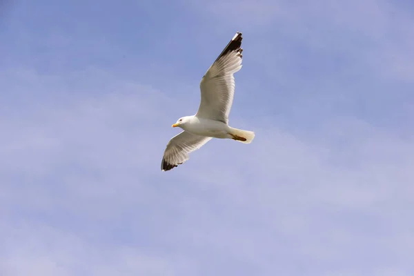 Des Goélands Volants Sur Mer Méditerranée Espagne — Photo