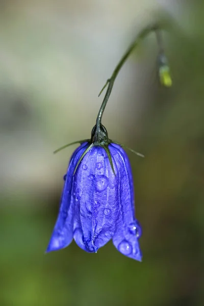 Bellflower Azul Prado Alpino Verão Com Orvalho Manhã — Fotografia de Stock