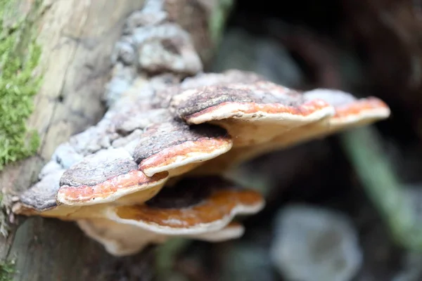 Éponge Arbre Vieux Bois — Photo