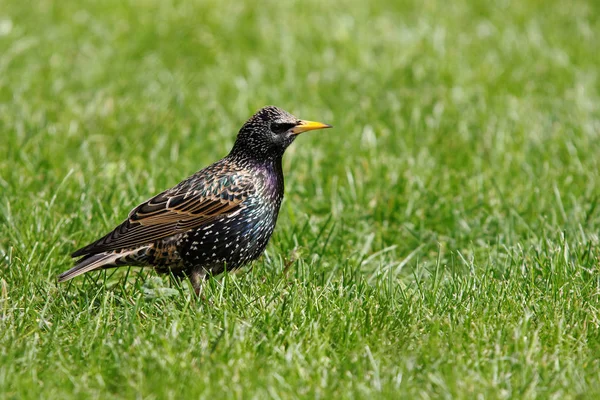 Vista Panorámica Hermoso Pájaro Naturaleza — Foto de Stock