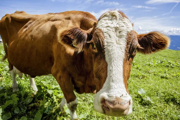 Bonnes Vaches Brunes Blanches Dans Les Alpes Européennes Autriche Muehlbach — Photo