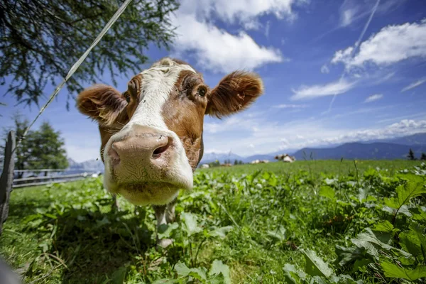 Happy Brown White Flecked Vacas Nos Alpes Europeus Áustria Muehlbach — Fotografia de Stock