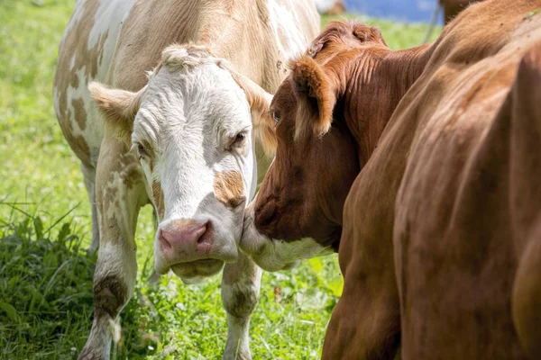 Glückliche Braun Weiß Gefleckte Kühe Den Europäischen Alpen Österreich Mühlbach — Stockfoto