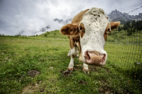 Bonnes Vaches Brunes Blanches Dans Les Alpes Européennes Autriche Muehlbach — Photo