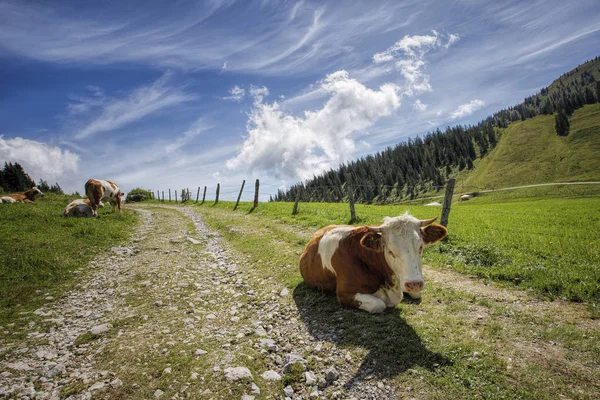 Veselé Hnědé Bílé Skvrnité Krávy Evropských Alpách Rakousku Muehlbach Hochkoenig — Stock fotografie