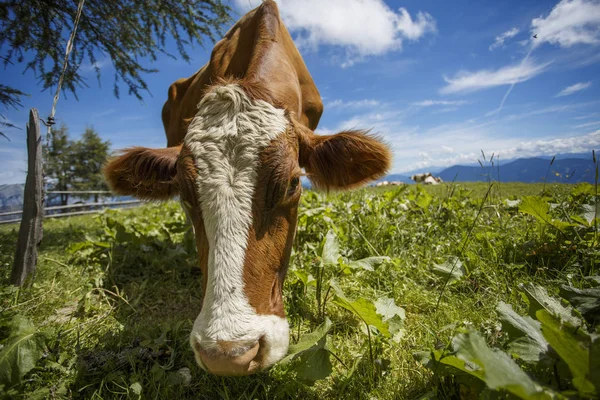 Happy Brown White Flecked Vacas Nos Alpes Europeus Áustria Muehlbach — Fotografia de Stock